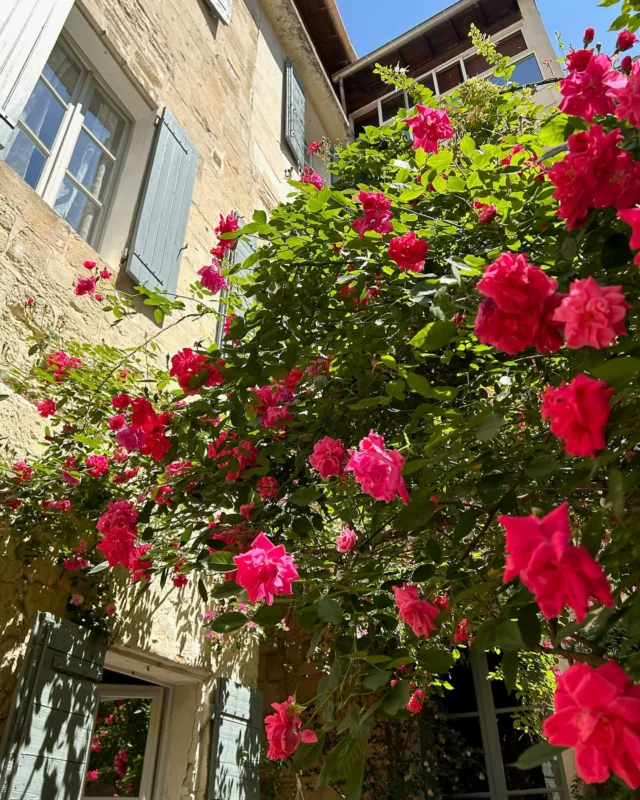 Parce qu’un bon séjour, c’est aussi des moments pour souffler 🌿 
Nos patios sont là pour ça : un peu d’ombre, des fleurs, et une vraie ambiance du sud 🌸 
Envie de poser vos valises ?

#provence #arles #france #francetourisme #southoffrance #travel #travelgram #naturelovers #hoteldumusee #arlestourisme #garden #flowers #hotelfrance #hoteldumusée #hoteldumuseearles